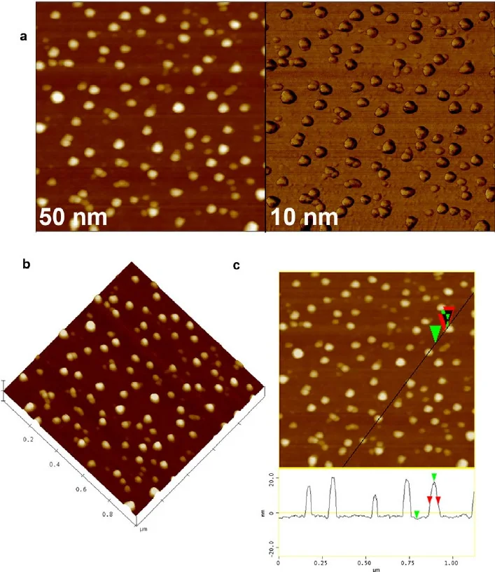 2D and 3D AFM topography of nanocarriers, illustrating particle height and surface distribution on the substrate.