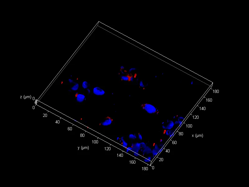 3D confocal reconstruction (x, y, z in μm) of cells after nanocarrier uptake.