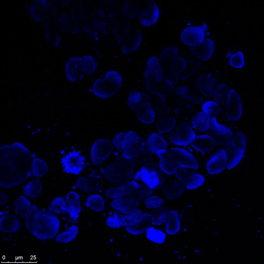 Nuclear stain (DAPI, blue channel).