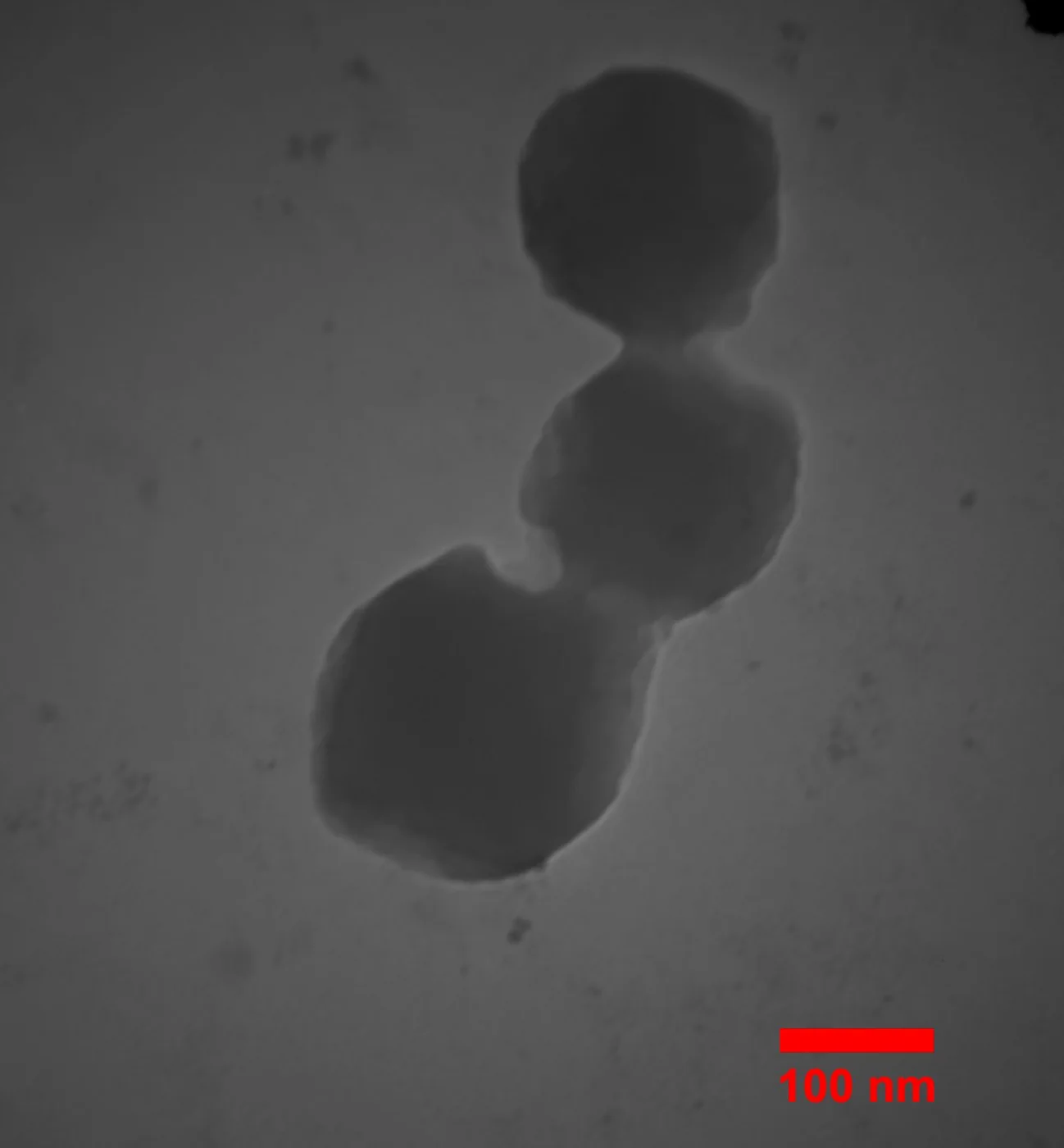 TEM image of polymeric nanocarriers revealing spherical morphology with a size range of approximately 100–150 nm (scale bar 100 nm). Smooth surfaces and minimal aggregation, with slight shape variations suggesting interaction between adjacent nanoparticles.
